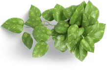 leaf-icon.png leaf-icon.png